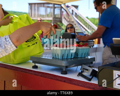 Middlefield, CT USA. Jun 2019. Erdbeere Boxen immer vor dem Kauf und gerade für einige sweet home rezepte verwogen. Stockfoto