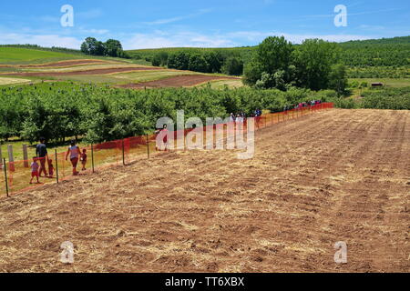 Middlefield, CT USA. Jun 2019. Ein Connecticut Obstgarten jetzt bereit für die Jahreszeiten Obsternte Aktivitäten. Stockfoto