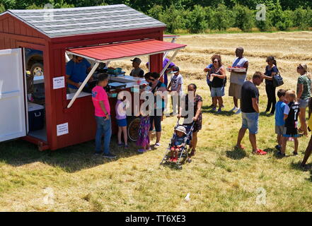 Middlefield, CT USA. Jun 2019. Kunden, die Ihre Kisten voller Erdbeeren abgewogen erhalten vor dem Kauf. Stockfoto