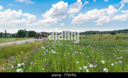 Schlafmohn mit weißen und violetten Blüten wachsen in Feld und einem Traktor auf dem Weg in Afyonkarahisar, Türkei Stockfoto