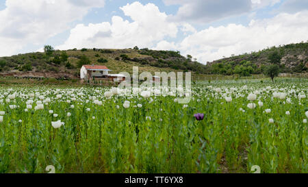 Schlafmohn mit weißen und violetten Blüten wachsen in Feld und ein weißes Haus im Hintergrund in Afyonkarahisar, Türkei Stockfoto