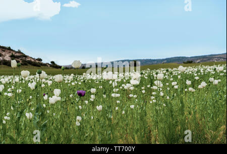 Schlafmohn mit weißen und violetten Blüten wachsen in Afyonkarahisar, Türkei Stockfoto