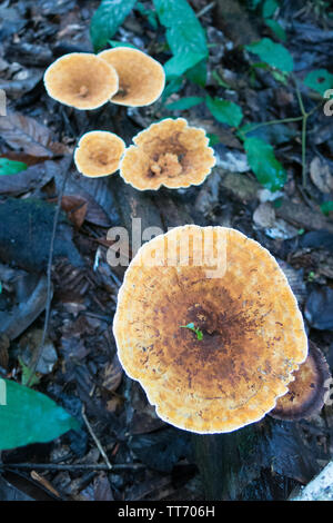Pilze im Wald. Madidi Park von La Paz Region. Bolivien. Stockfoto
