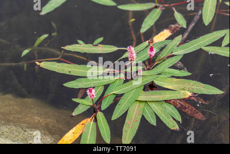 Wasser Knöterich (smartweed) Blumen wachsen in See Emre in Phrygien Tal Naturpark (Kühlschrank Vadisi Tabiat Parki), Ihsaniye, Afyonkarahisar/Türkei Stockfoto