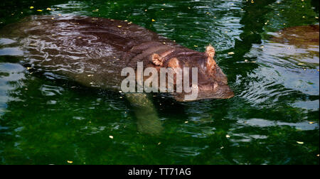 Hippo kommt aus dem Wasser Stockfoto