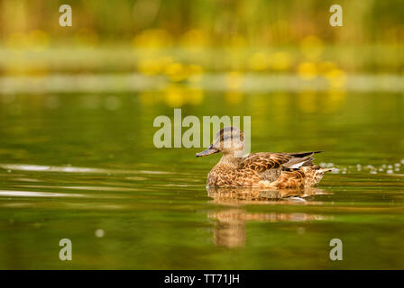 Green-winged Teal - Anas crecca, schöne bunte kleine Ente von Euroasian frisches Wasser, Hortobagy National Park, Ungarn. Stockfoto