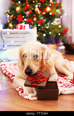 Große Labrador liegen auf Plaid auf Holzboden und Weihnachtsbaum Hintergrund Stockfoto