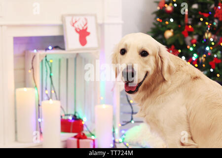 Große Labrador auf Weihnachten Dekoration Hintergrund Stockfoto