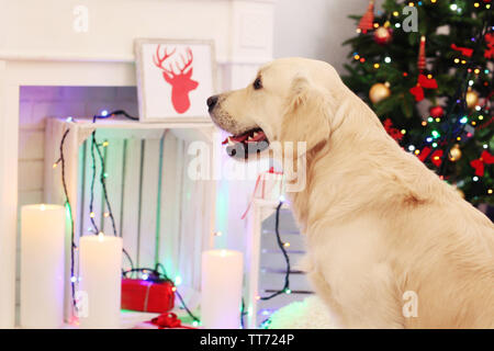 Große Labrador auf Weihnachten Dekoration Hintergrund Stockfoto