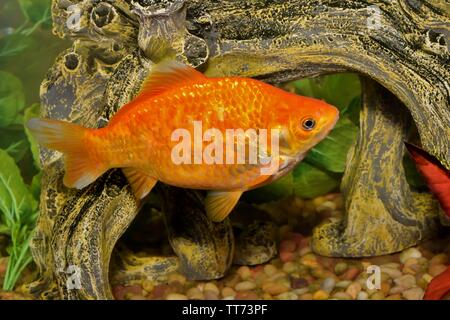 Helles orange Koi Goldfisch (Carassius Auratus) Schwimmen in einem eingerichteten Aquarium Tank. Stockfoto