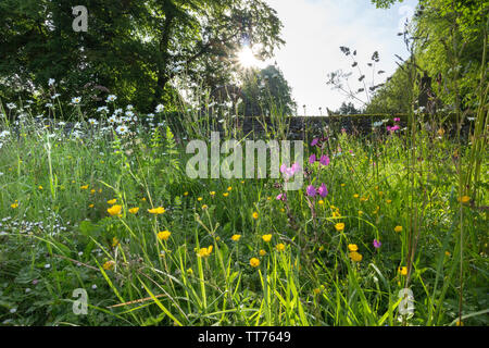 Teesdale, County Durham, UK. 15. Juni 2019. UK Wetter. Nach Tagen der schweren Regen, Überschwemmungen in vielen Teilen des Vereinigten Königreichs die Sonne bricht durch die Beleuchtung eine wilde Blume Garten in Middleton-in-Teesdale verursacht. Quelle: David Forster/Alamy leben Nachrichten Stockfoto