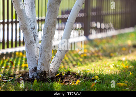 Weiß getünchtes Rinde von Obstbäumen im sonnigen Obstgarten wachsen auf Verschwommene grüne Kopie Raum Hintergrund. Gartenbau und Landwirtschaft, schützende procedur Stockfoto