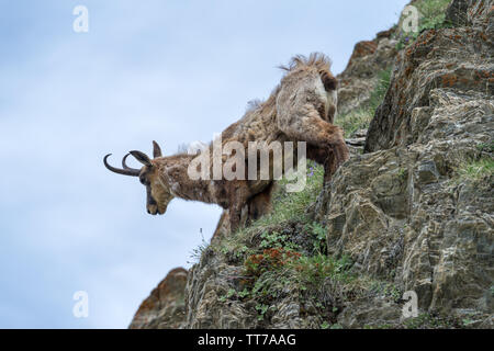 Gämsen, Rupicapra rupicapra, Hoch oben auf der Klippe, Privince von Cuneo, Piemont, Ligurischen Alpen, Italien Stockfoto