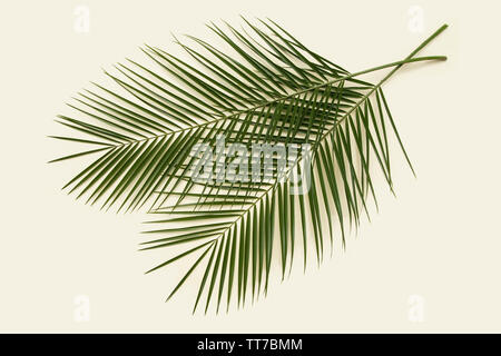 Green Palm verlässt, Ansicht von oben Stockfoto