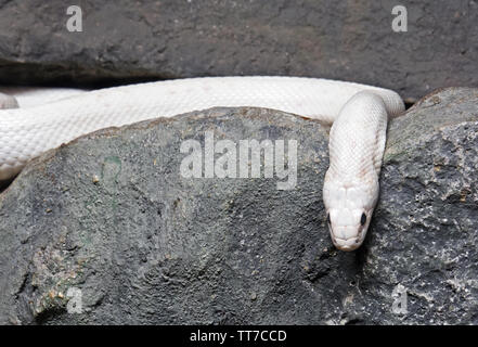 Closeup Albino Schwarze Ratte Schlange zusammengerollt in der Höhle Stockfoto