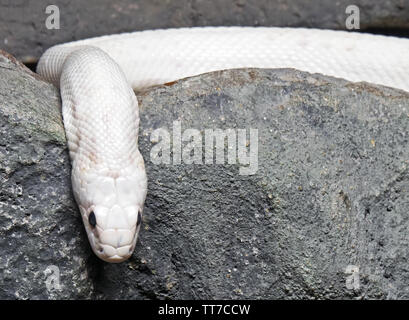 Closeup Albino Schwarze Ratte Schlange zusammengerollt in der Höhle Stockfoto