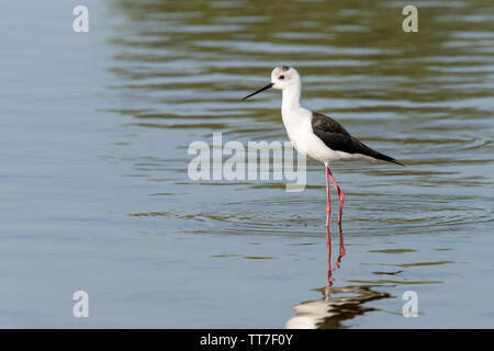 Unreife Schwarz geflügelte Stelzenläufer stehen im flachen Wasser in Al Qudra, Seen, Dubai Stockfoto