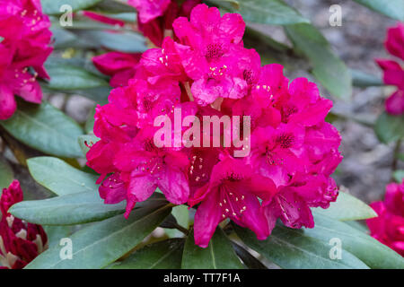 Purple Rhododendron Nova Zembla Stockfoto