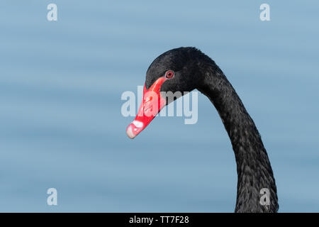 Schwarzer Schwan (Cygnus olor) an einem See schwimmen Stockfoto