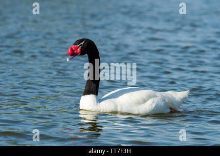 Black-necked Swan ist eine große Wasservögel, die in der Regel in der südlichen Hälfte Südamerikas gefunden Stockfoto