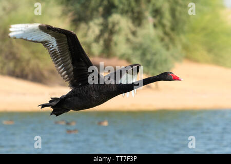 Schwarzer Schwan (Cygnus atratus) mit Flügel fliegen über die Oberfläche von Al Qudra See in Dubai, VAE Stockfoto