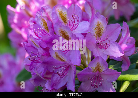 Rhododendron blühen Blumen im Frühling Garten. Rhododendron immergrüner Strauch. Schönen lila Rhododendron in der Nähe u Stockfoto