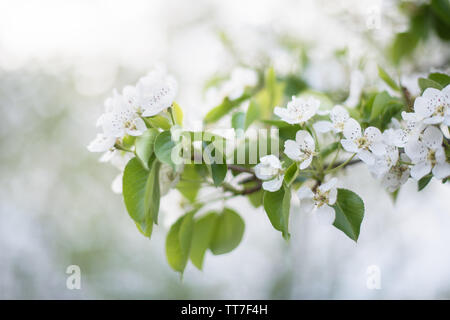 Blühenden weißen Blüten Frucht: Apfel, Birne im Garten im Frühjahr. Horizontale Fotografie Stockfoto