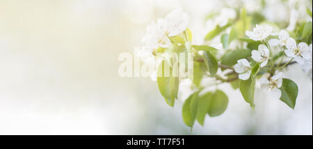 Banner. Blüte Frucht Baum mit weißen Blüten: Apfel, Birne im Garten in den frühen sonnigen Morgen. Längliche Foto Stockfoto