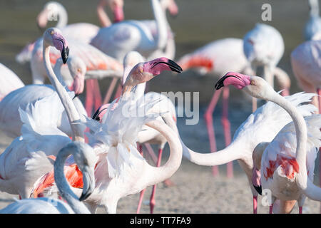 Mehr Flamingo (Phoenicopterus Roseus) Herde in Ras Al Khor in Dubai, Vereinigte Arabische Emirate Stockfoto