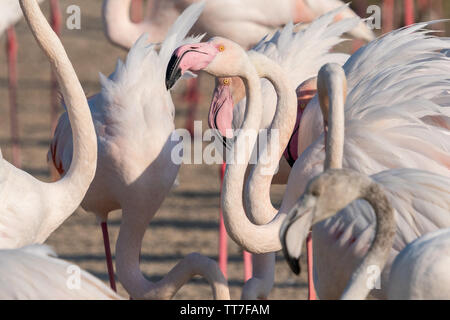 Mehr Flamingo (Phoenicopterus Roseus) Herde in Ras Al Khor in Dubai, Vereinigte Arabische Emirate Stockfoto