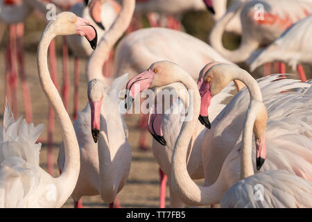 Mehr Flamingo (Phoenicopterus Roseus) Herde in Ras Al Khor in Dubai, Vereinigte Arabische Emirate Stockfoto