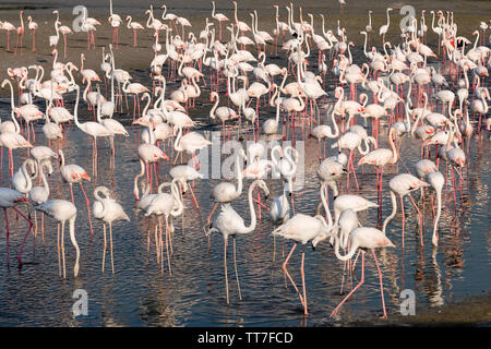 Mehr Flamingo (Phoenicopterus Roseus) Herde in Ras Al Khor in Dubai, Vereinigte Arabische Emirate Stockfoto