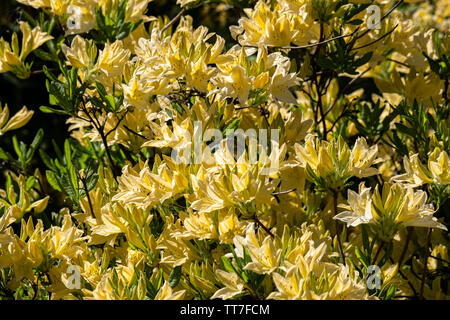 Rhododendron aureum. Blühenden gelben Blumen auf den gesamten Frame im Frühling Garten im Mai Stockfoto