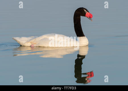 Black-necked Swan ist eine große Wasservögel, die in der Regel in der südlichen Hälfte Südamerikas gefunden Stockfoto