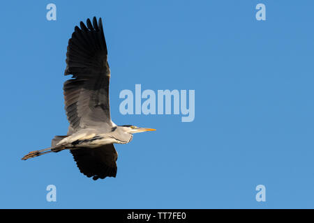 Graureiher im Flug mit Flügel und Platz kopieren Stockfoto