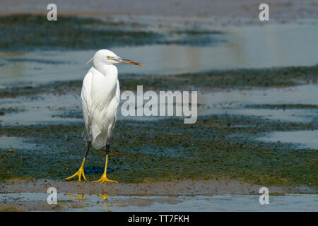 Intermediate egret, median Egret, kleinere Seidenreiher, oder yellow-billed Egret (Ardea intermedia) ist eine mittelgroße Reiher Stockfoto