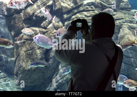 Heraklion, Kreta/Griechenland - November 1, 2017: "Cretaquarium'. Kaukasier Männlich touristische Holding eine digitale Kamera Fotos von verschiedenen speci Stockfoto