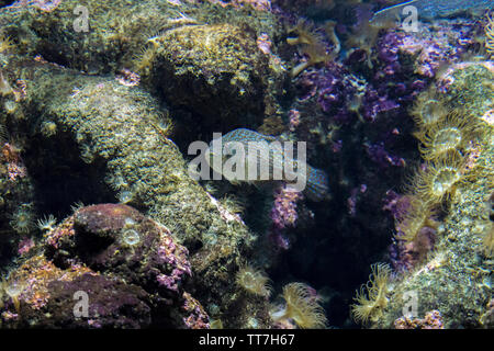 Fische in ihrer natürlichen Umgebung an Cretaquarium in Heraklion, Kreta Insel, Griechenland Stockfoto