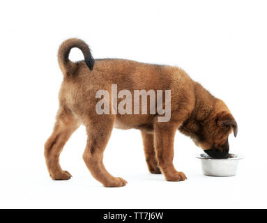 Cute Puppy Essen isoliert auf weißem Stockfoto