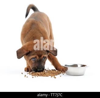 Cute Puppy Essen isoliert auf weißem Stockfoto