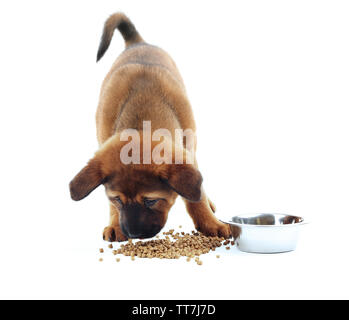 Cute Puppy Essen isoliert auf weißem Stockfoto