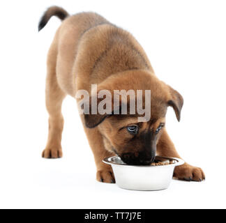 Cute Puppy Essen isoliert auf weißem Stockfoto