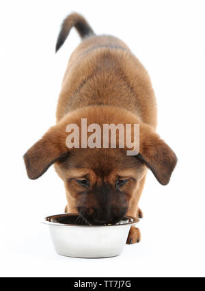 Cute Puppy Essen isoliert auf weißem Stockfoto