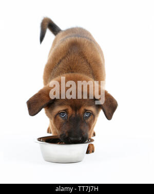 Cute Puppy Essen isoliert auf weißem Stockfoto