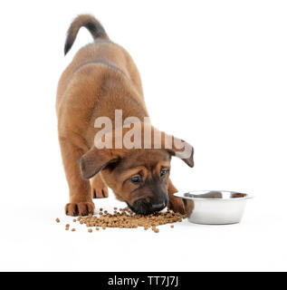 Cute Puppy Essen isoliert auf weißem Stockfoto