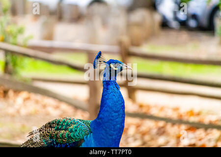 Ein Stolzer Pfau Portrait auf einem Bauernhof. Die strahlend blauen Federn des Vogels wirklich machen es sich gegen die erdigen Farben des Herbstes im Hintergrund stehen. Stockfoto