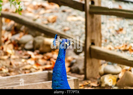 Ein Stolzer Pfau Portrait auf einem Bauernhof. Die strahlend blauen Federn des Vogels wirklich machen es sich gegen die erdigen Farben des Herbstes im Hintergrund stehen. Stockfoto