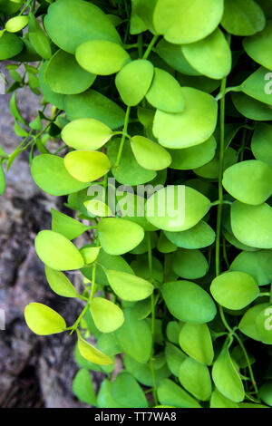 Oberflächenstruktur auf Blätter von Zierpflanzen Hintergrund und Textur Stockfoto