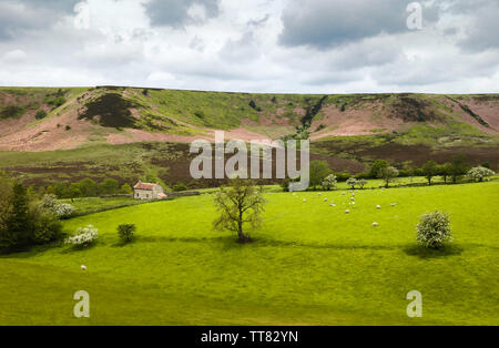 Verfallenes Bauernhaus tief im Loch der Horcum umgeben von Ackerland, Bäume, Heidekraut, und hügelige Landschaft im späten Frühjahr in der Nähe von Goathland, Yorkshire, Großbritannien. Stockfoto