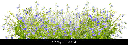 Blaue Blumen in der Zeile auf weißem Hintergrund Stockfoto